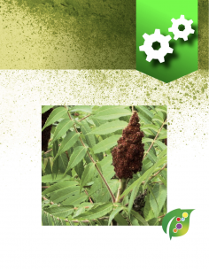 Sumac 5KG
