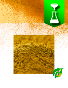 Yellow Fustic extract